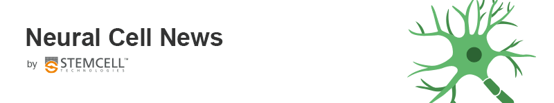 Neural Cell News by STEMCELL Technologies