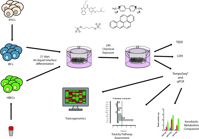 Direct Transcriptomic Comparison of Xenobiotic Metabolism and Toxicity ...