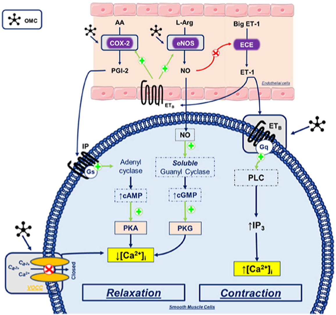 Uv-b Filter Octylmethoxycinnamate-induced Vascular Endothelial 