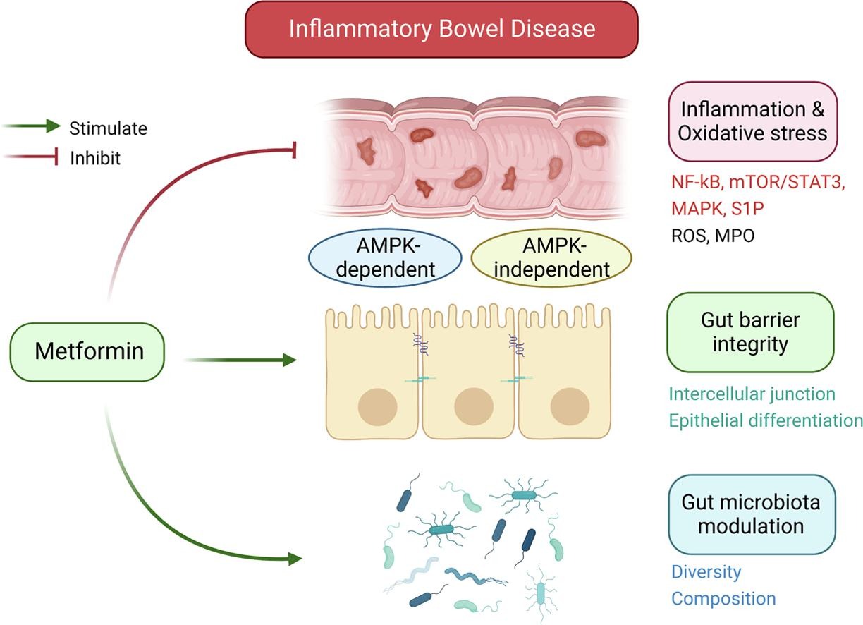 Repurposing Metformin As A Potential Treatment For Inflammatory Bowel Disease Evidence From 5948