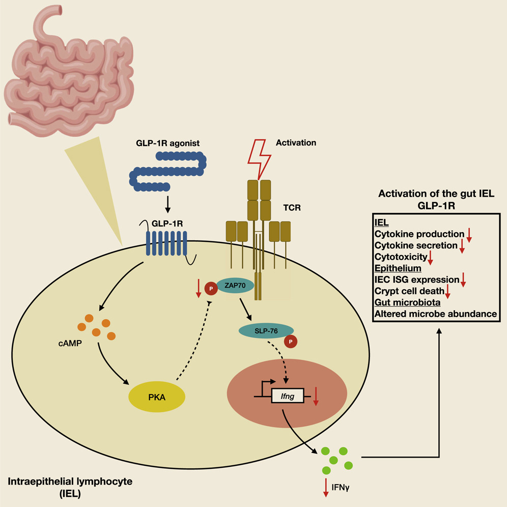 Glp 1. Стволовые клетки. GLP 1 L Cells. GLP сферы.