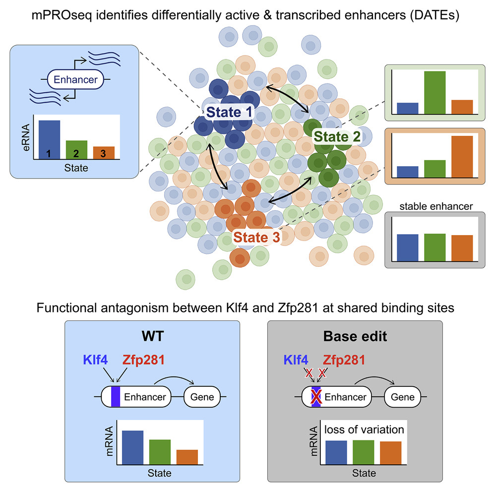 transcription-factor-antagonism-regulates-heterogeneity-in-embryonic