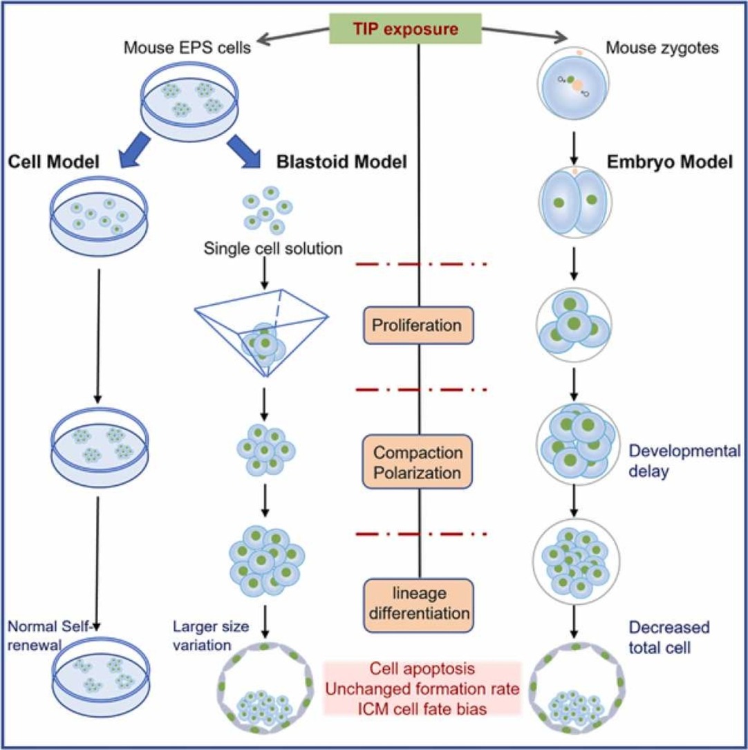 Comparative Assessment of Embryotoxicity of 2,4, 6-Triiodophenol to ...