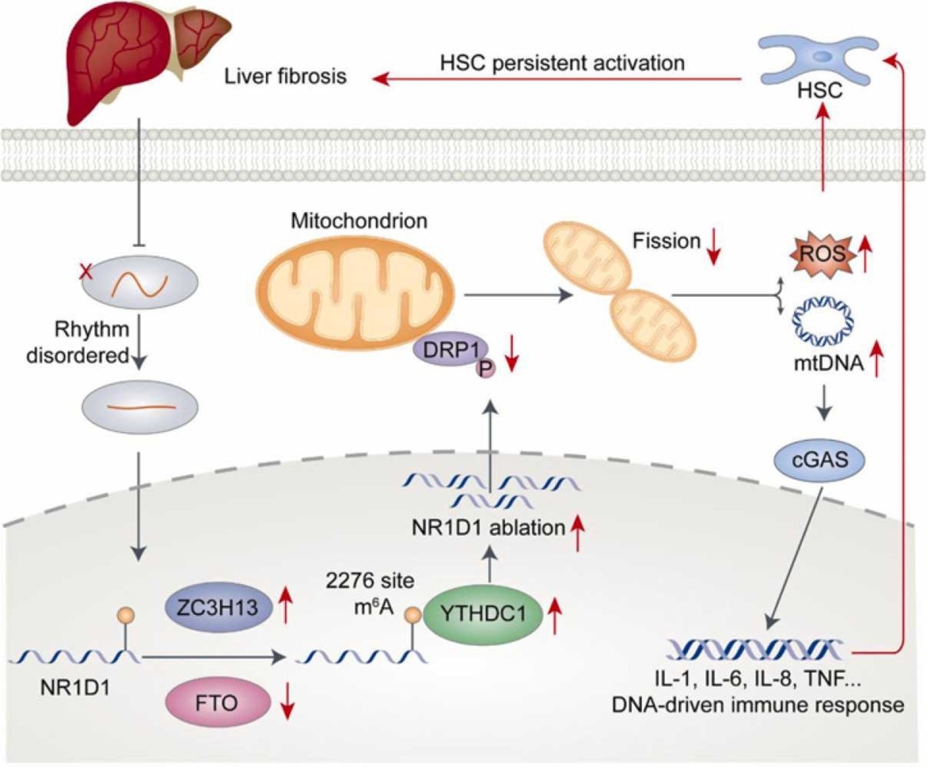 M6a Methylation-induced Nr1d1 Ablation Disrupts The Hsc Circadian Clock 