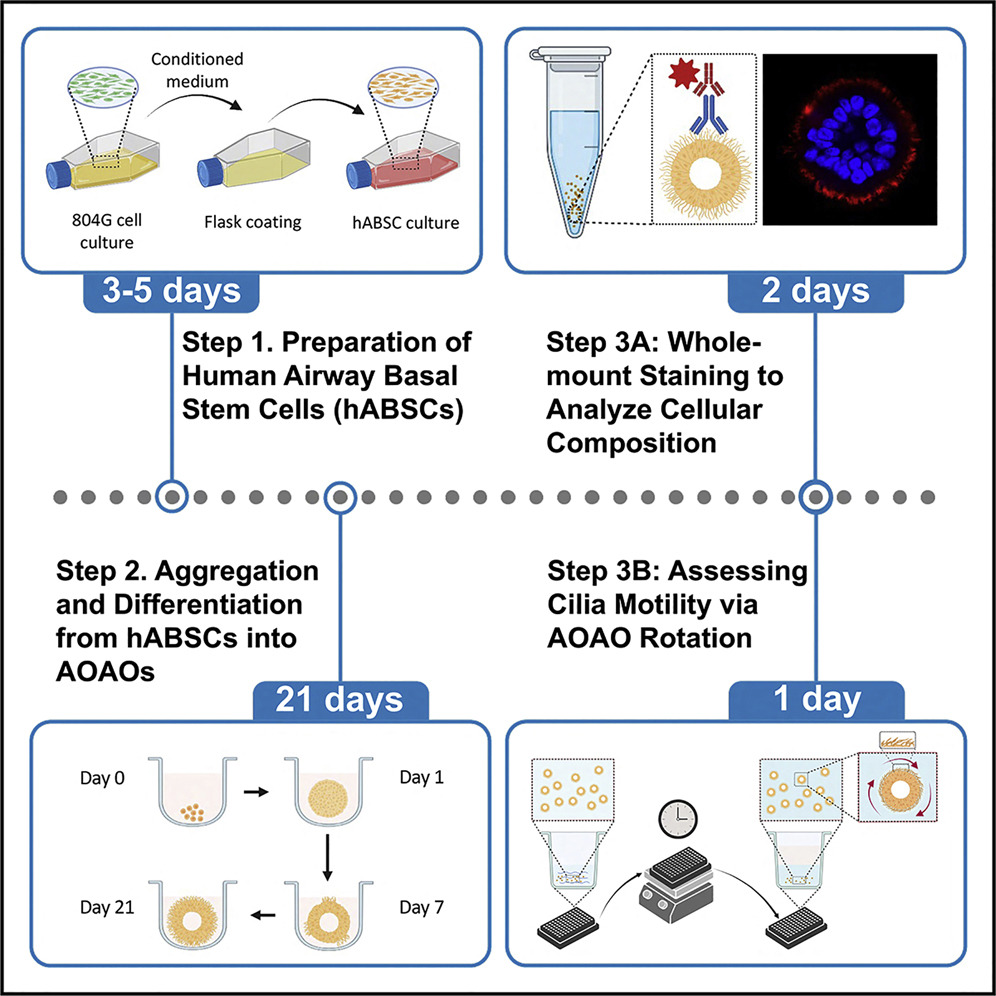 Protocol To Engineer Apical Out Airway Organoids Using Suspension Culture Of Human Airway Basal