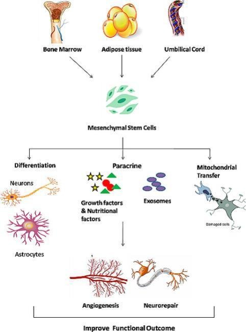 A Comprehensive Review on Therapeutic Application of Mesenchymal Stem ...