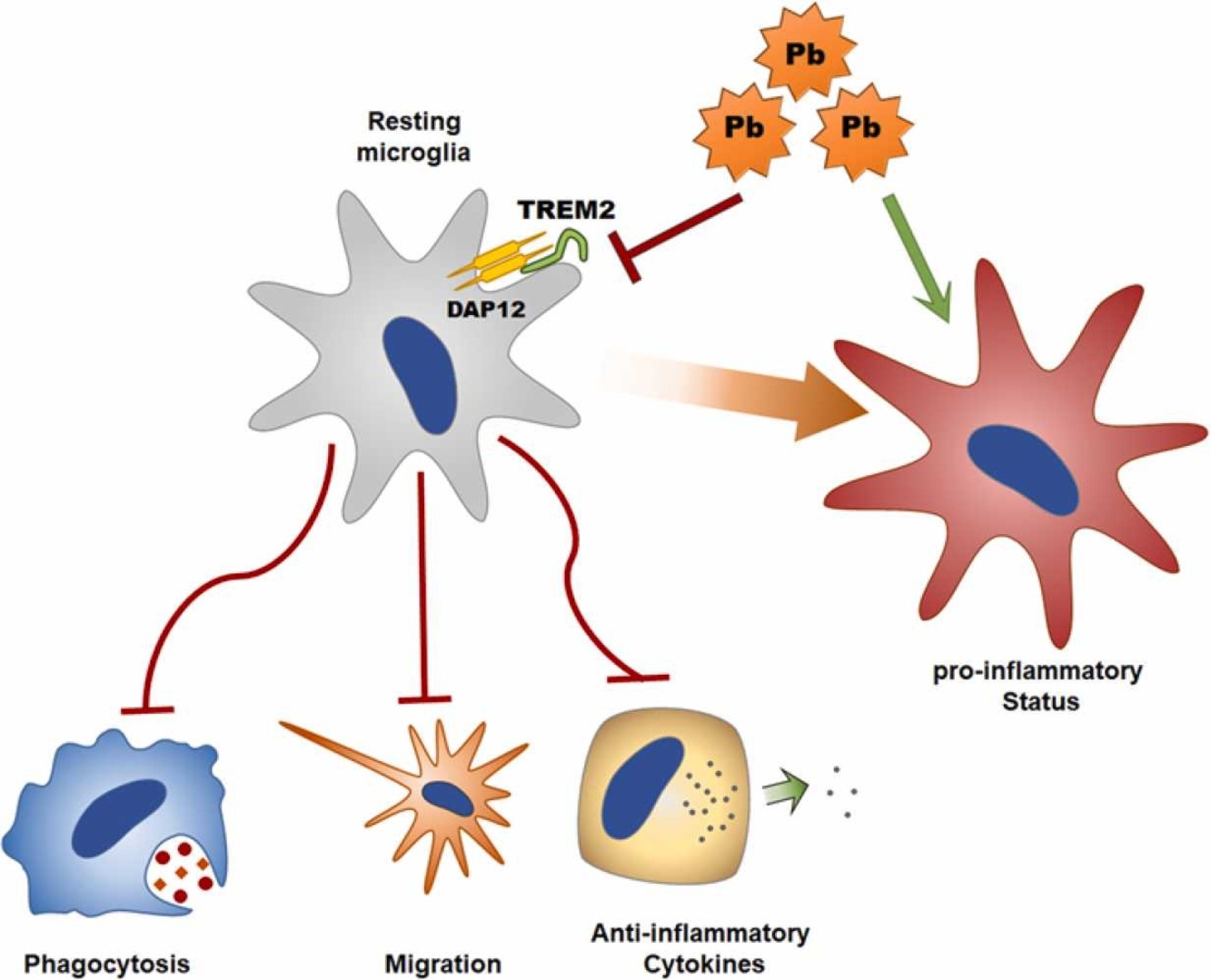 TREM2 Expression on the Microglia Resolved Lead Exposure-Induced ...