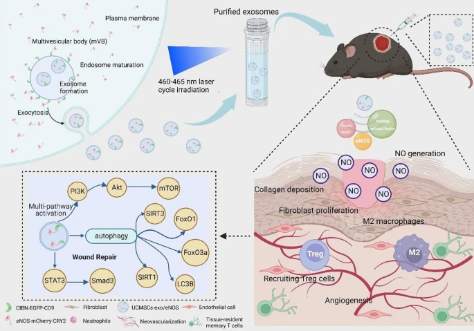 Optogenetic Engineered Umbilical Cord MSC-Derived Exosomes for ...