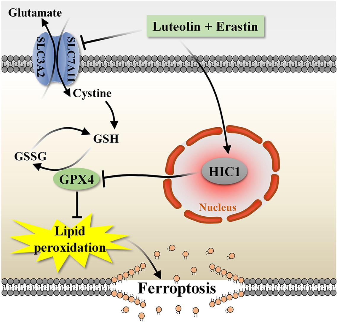 Luteolin Exhibits Synergistic Therapeutic Efficacy with Erastin to ...