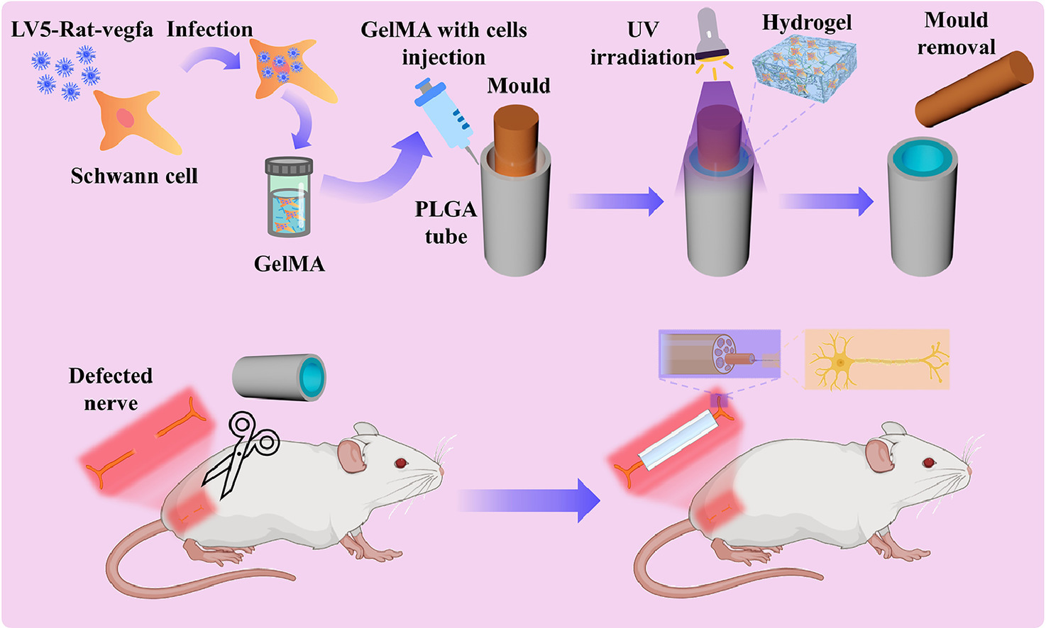 Dual-Layer Conduit Containing VEGF-A – Transfected Schwann Cells ...