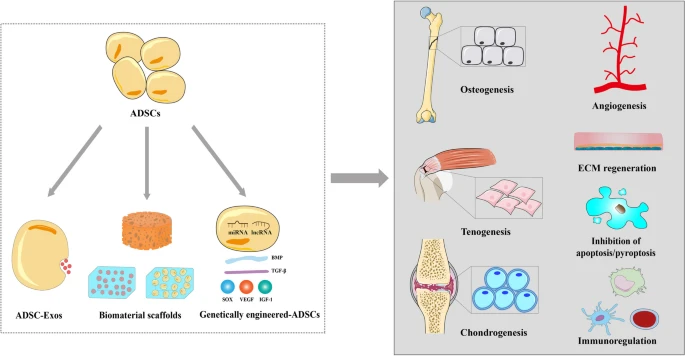 Adipose-Derived Stem Cell-Based Optimization Strategies for ...